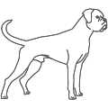 Boxer