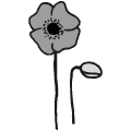 Klatschmohn