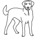 Labrador
