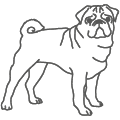 Mops