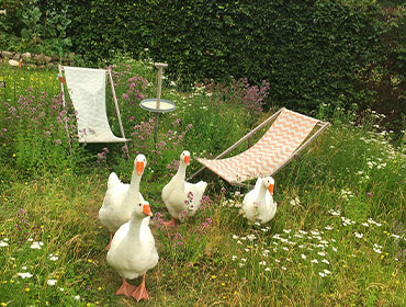 Gaense und Tiere auf hof eigengut