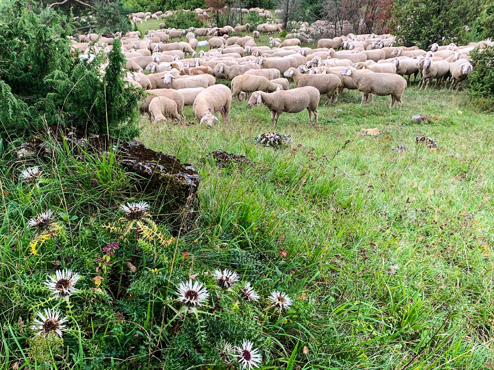 Schafe auf der Weide Stroheinschluesse