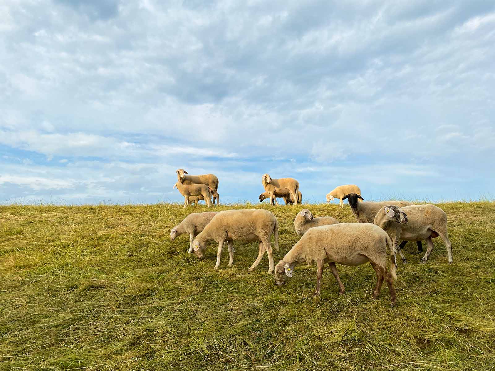 Schafe auf dem Deich in Konau