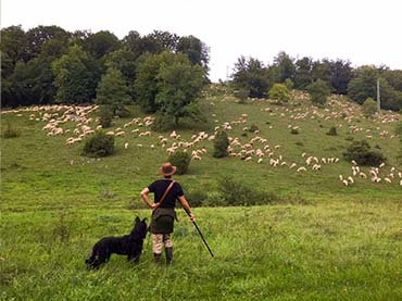 Schafe und Schäfer aus Süddeutschland