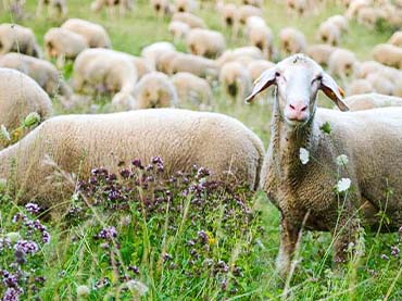 Schafe für den Naturschutz