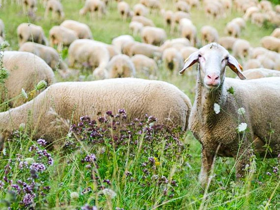 Schafe für mehr Naturschutz