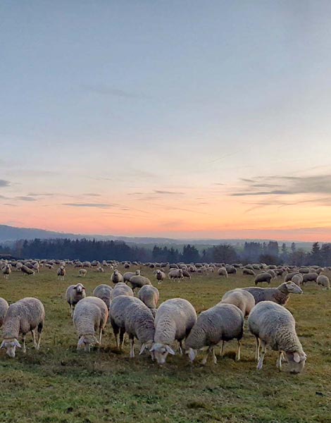 UNESCO Welterbe - Schafherde im Sonnenuntergang