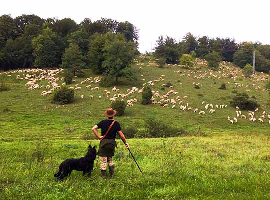 UNESCO Welterbe - Schafherde Wacholderheide