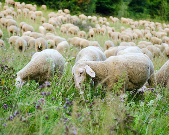 Neugierige Merino Schafherde