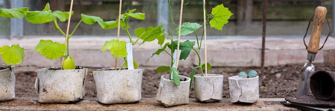 Filz im Garten Anzuchttoepfe