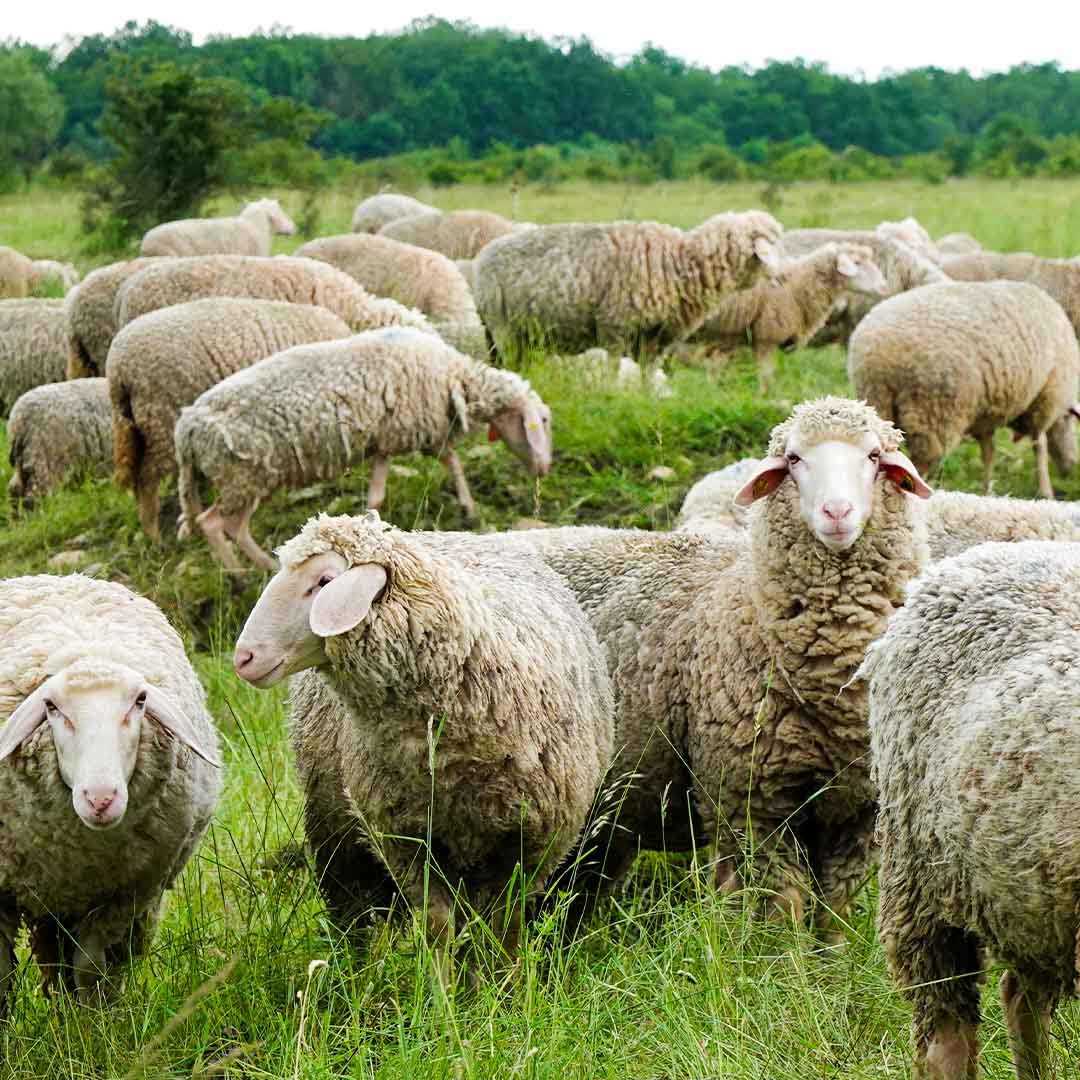 Schafe und Naturschutz